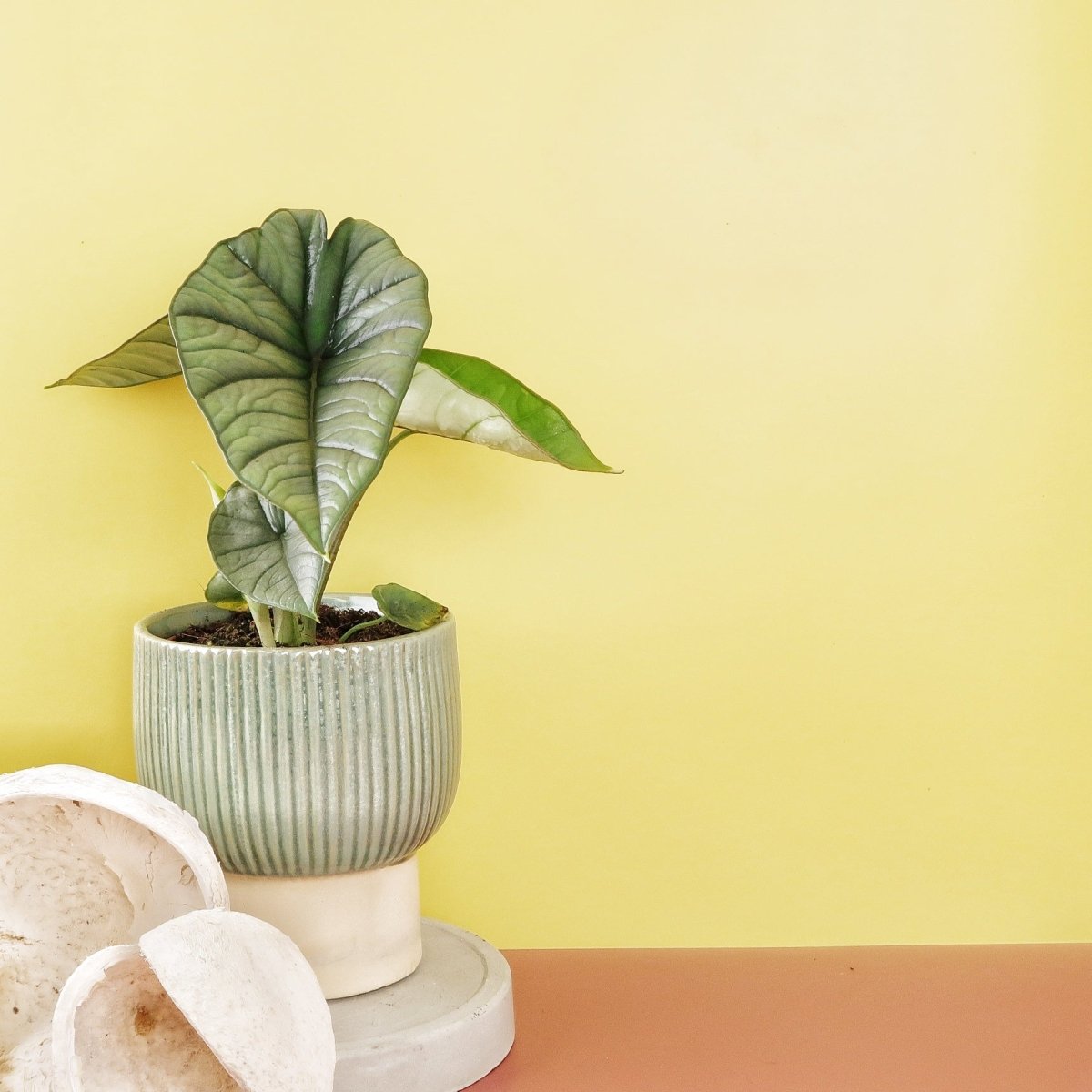 ALOCASIA PLATINUM online bestellen bei potflourri