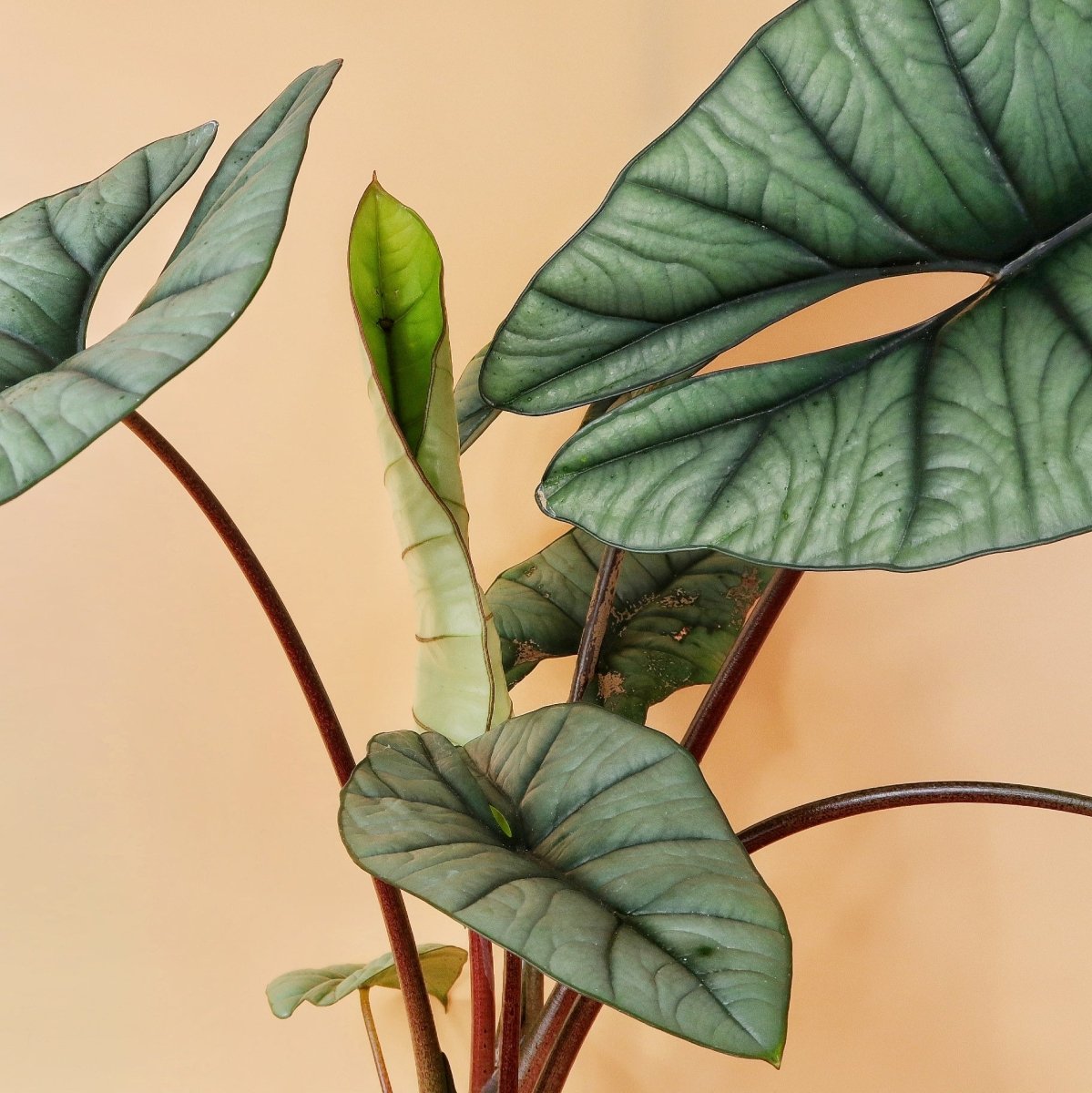 ALOCASIA PLATINUM online bestellen bei potflourri