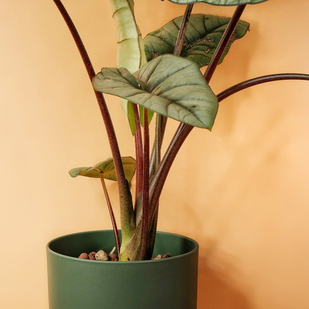 ALOCASIA PLATINUM online bestellen bei potflourri