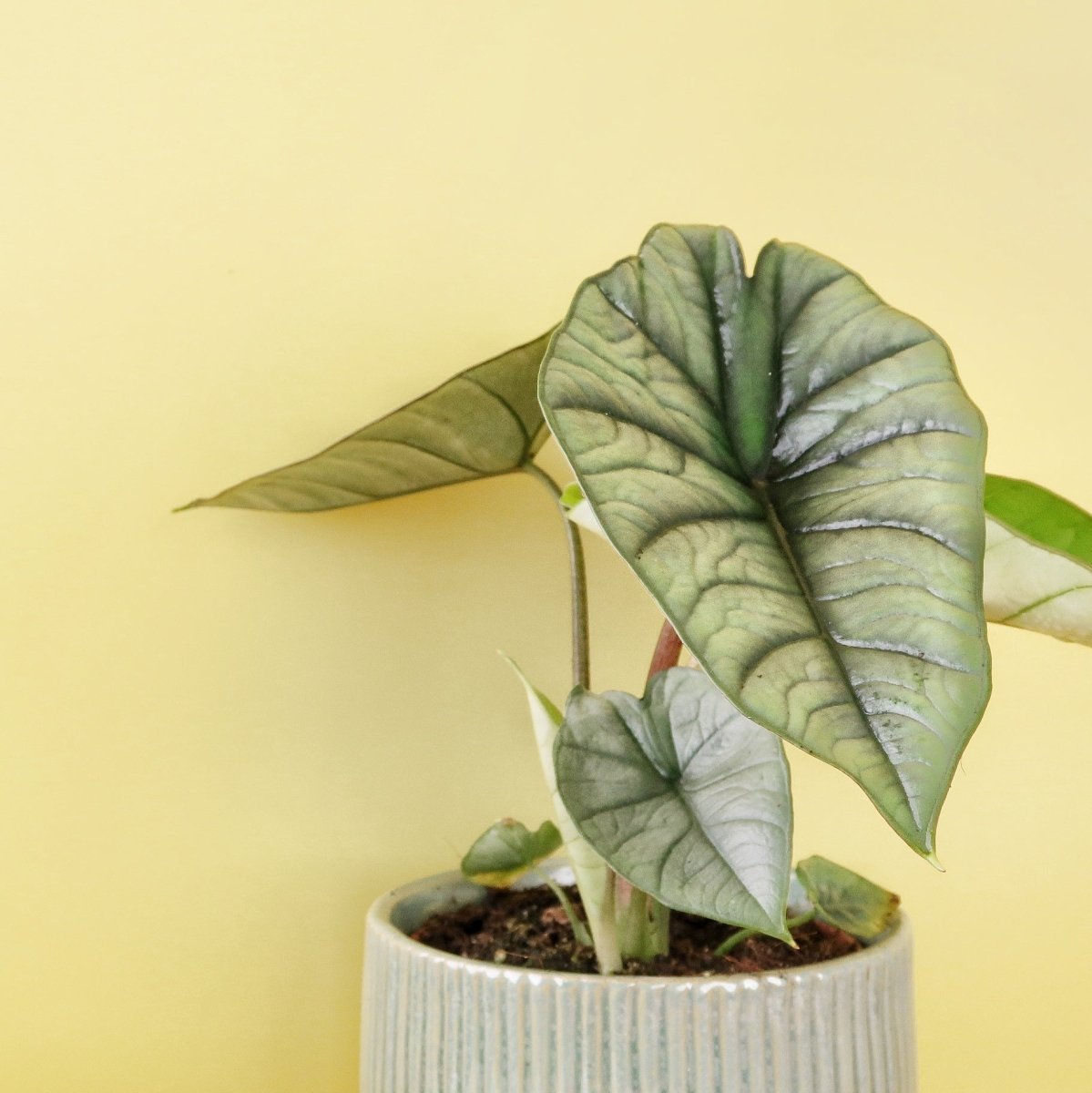 ALOCASIA PLATINUM online bestellen bei potflourri