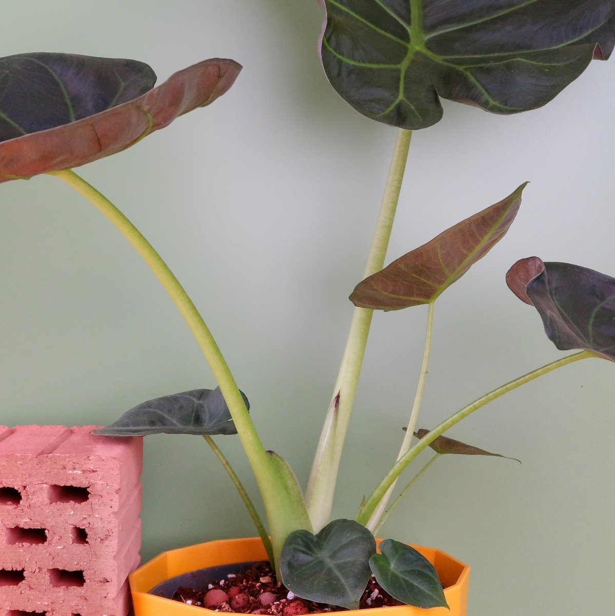 ALOCASIA REGAL SHIELD online bestellen bei potflourri