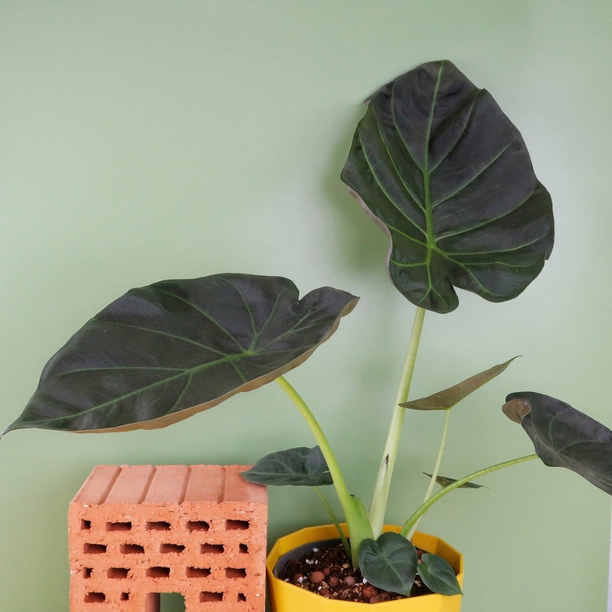 ALOCASIA REGAL SHIELD online bestellen bei potflourri