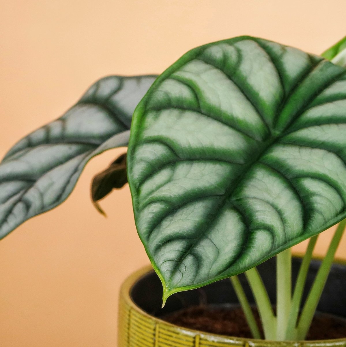 ALOCASIA SILVER DRAGON online bestellen bei potflourri