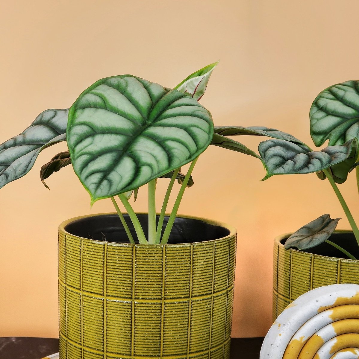 ALOCASIA SILVER DRAGON online bestellen bei potflourri