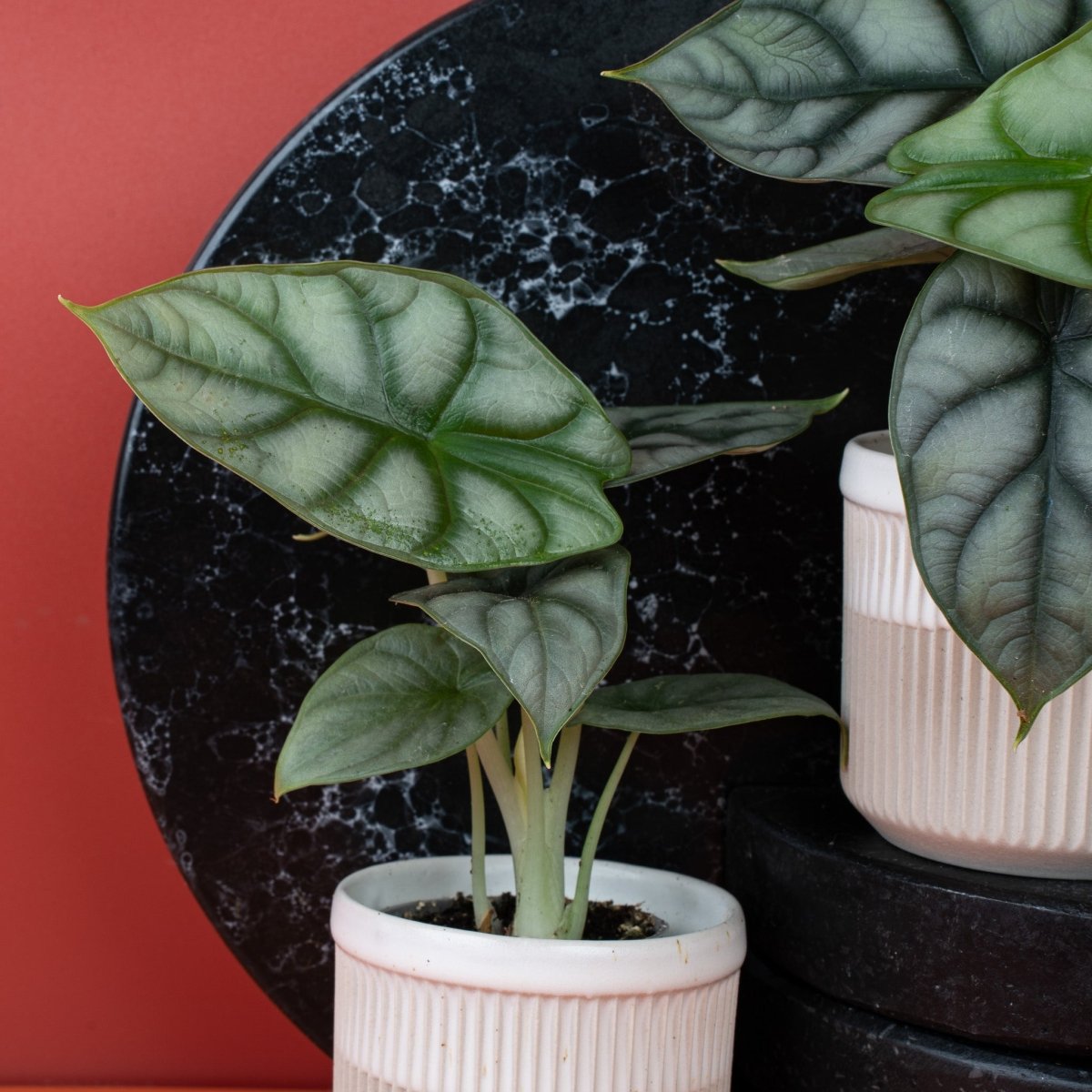 ALOCASIA SILVER DRAGON online bestellen bei potflourri