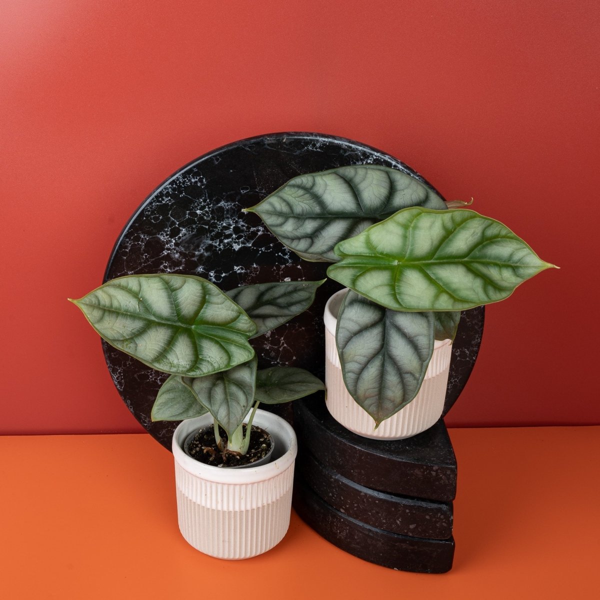 ALOCASIA SILVER DRAGON online bestellen bei potflourri