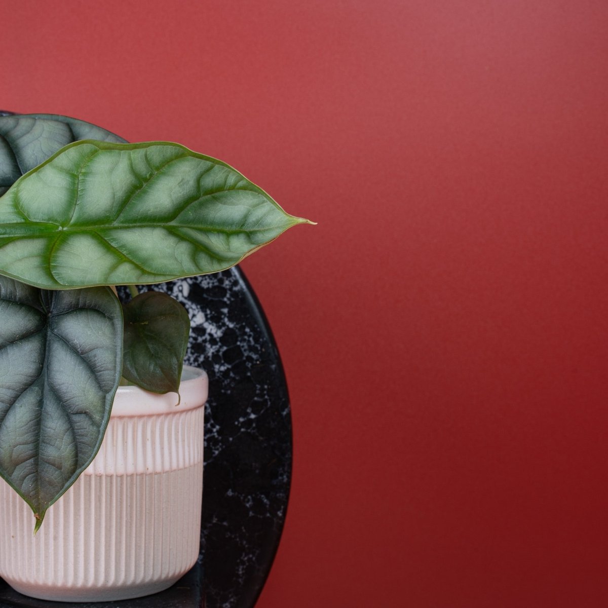 ALOCASIA SILVER DRAGON online bestellen bei potflourri