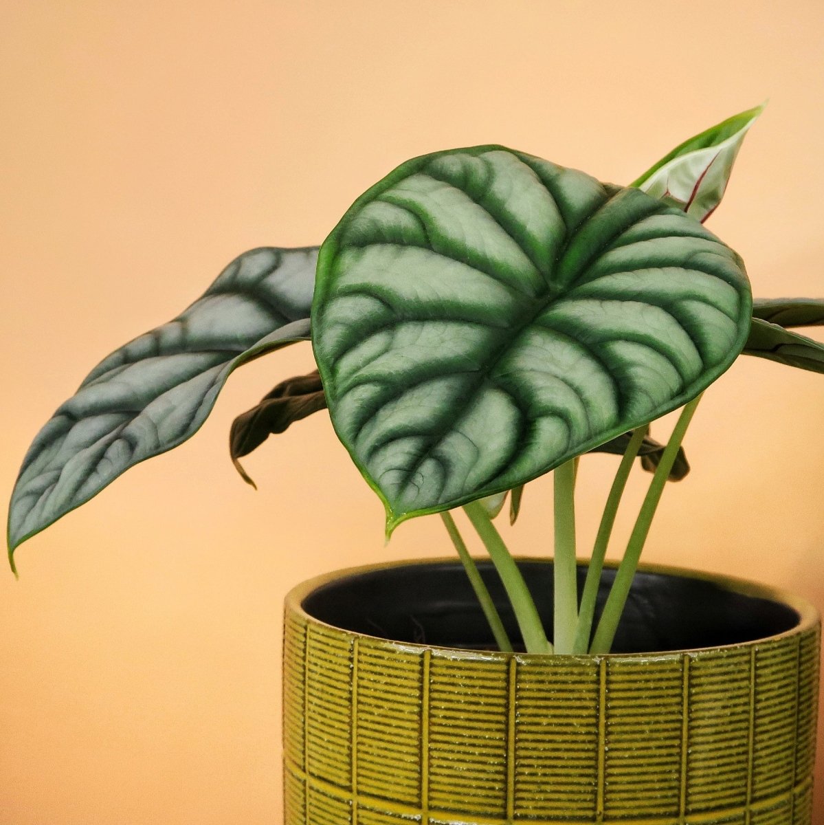 ALOCASIA SILVER DRAGON online bestellen bei potflourri