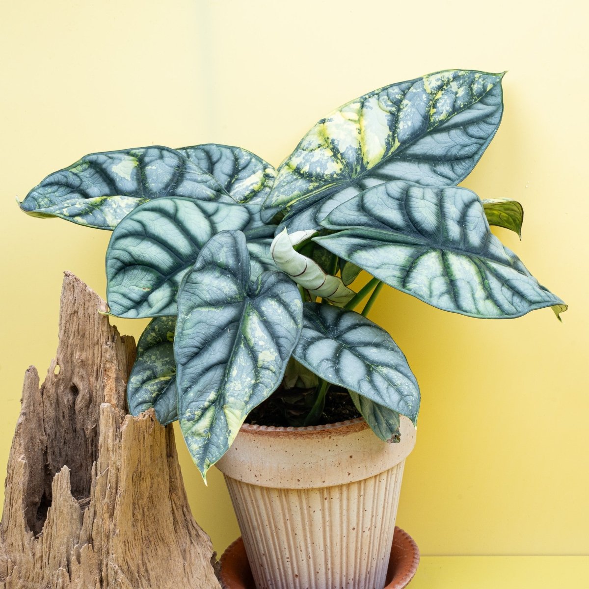 ALOCASIA SILVER DRAGON VARIEGATA online bestellen bei potflourri