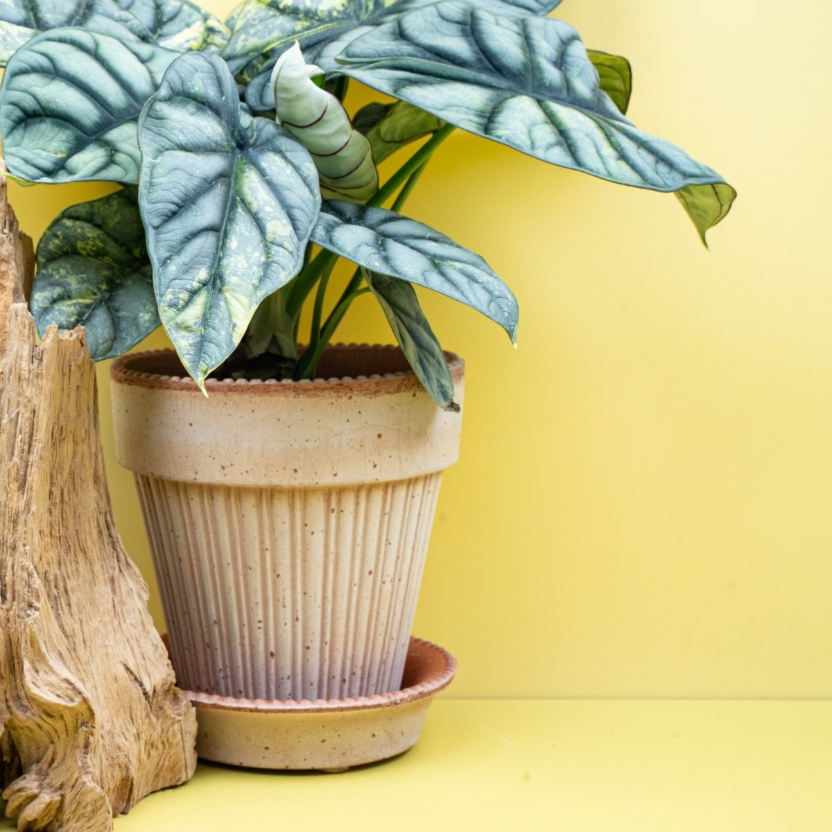 ALOCASIA SILVER DRAGON VARIEGATA online bestellen bei potflourri