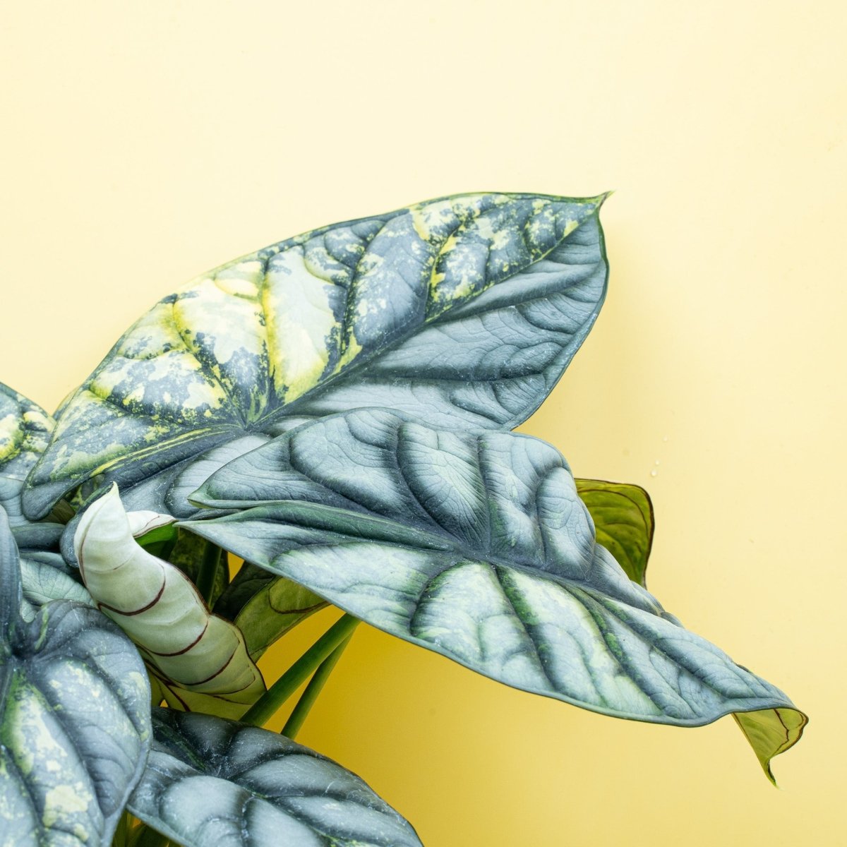 ALOCASIA SILVER DRAGON VARIEGATA online bestellen bei potflourri