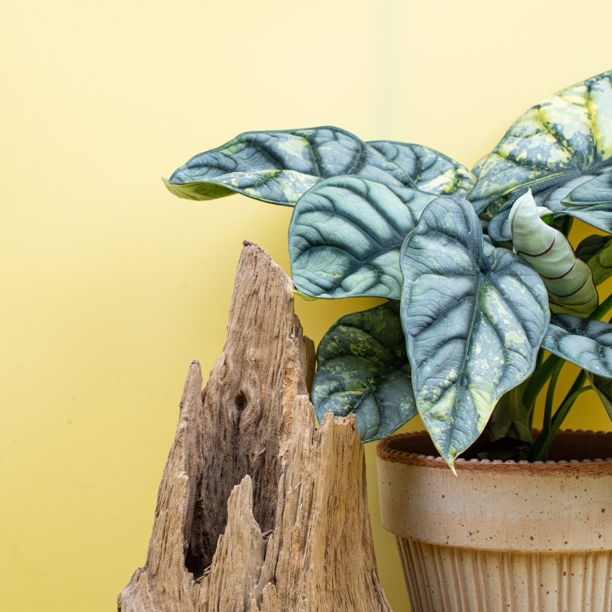 ALOCASIA SILVER DRAGON VARIEGATA online bestellen bei potflourri