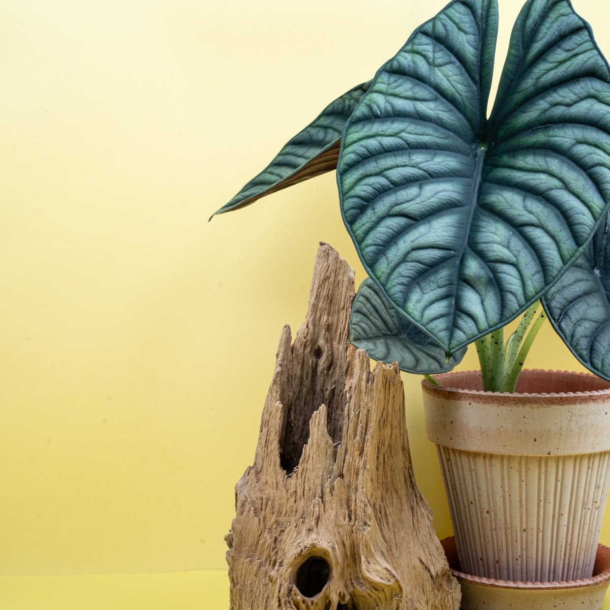 ALOCASIA SILVER NEBULA online bestellen bei potflourri