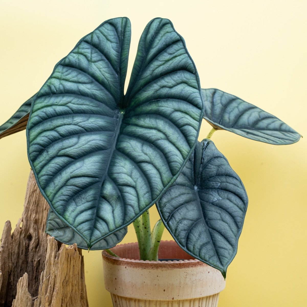 ALOCASIA SILVER NEBULA online bestellen bei potflourri