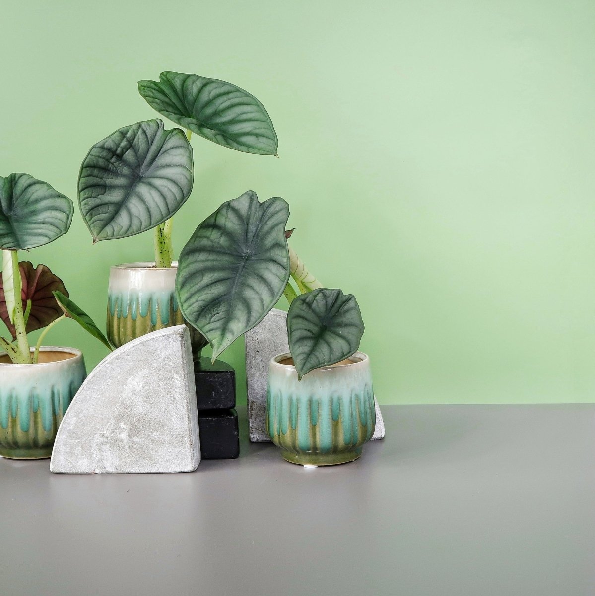 ALOCASIA SILVER NEBULA online bestellen bei potflourri