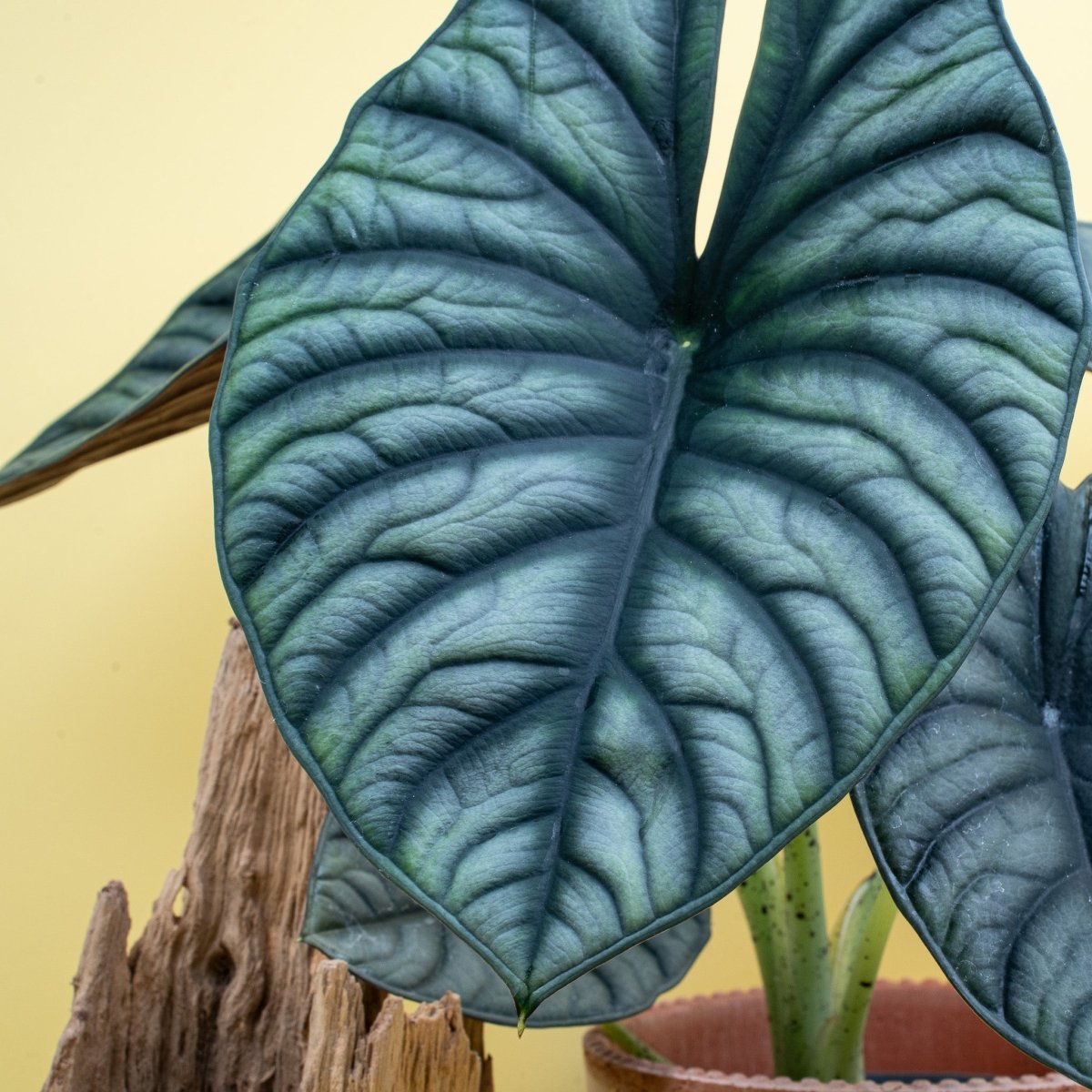 ALOCASIA SILVER NEBULA online bestellen bei potflourri