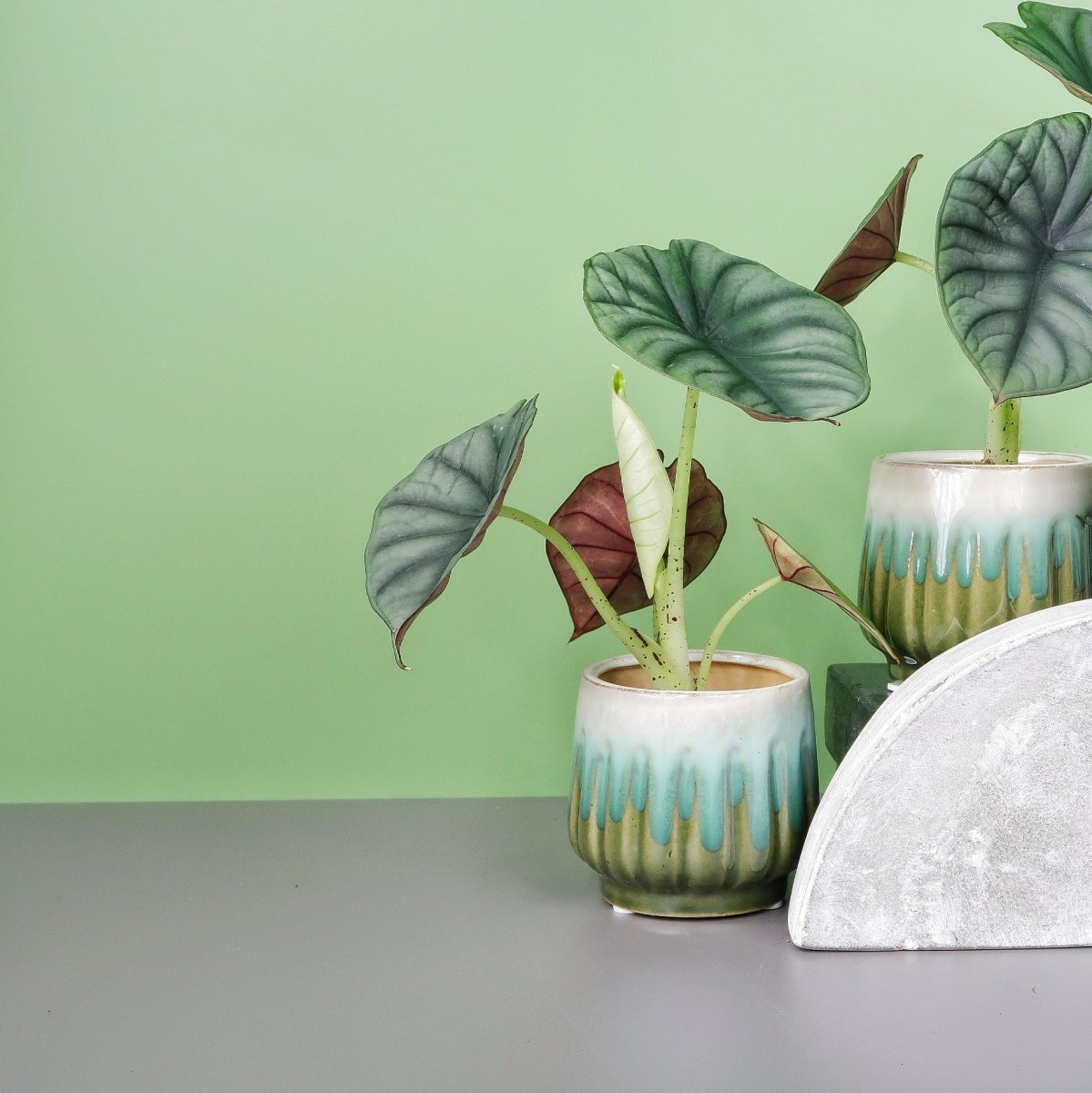 ALOCASIA SILVER NEBULA online bestellen bei potflourri