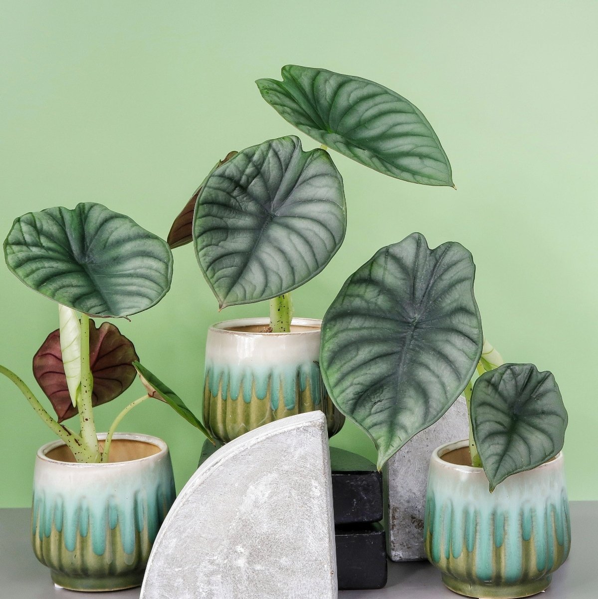 ALOCASIA SILVER NEBULA online bestellen bei potflourri