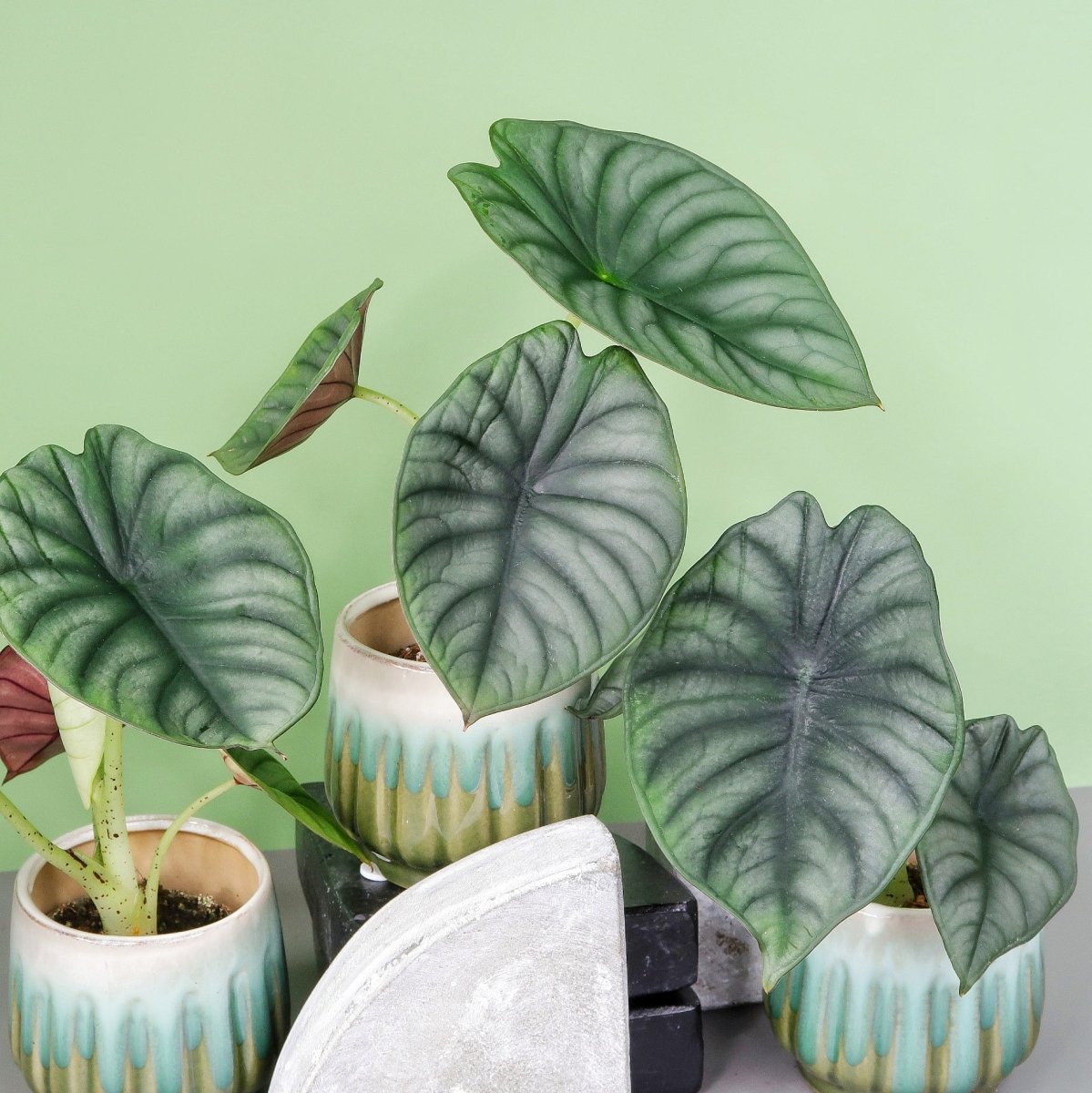 ALOCASIA SILVER NEBULA online bestellen bei potflourri