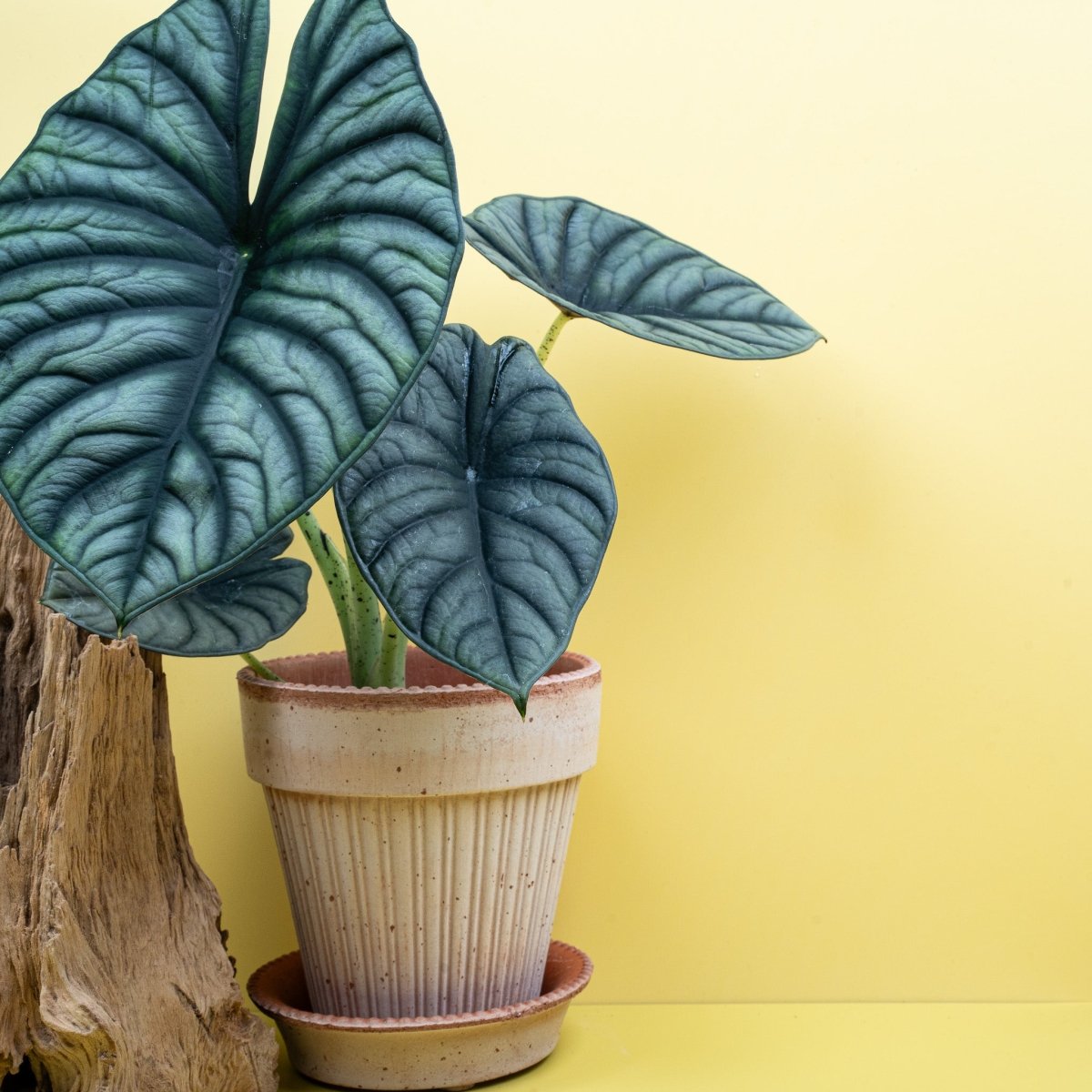 ALOCASIA SILVER NEBULA online bestellen bei potflourri