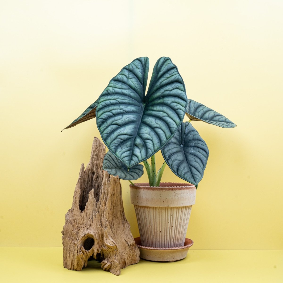 ALOCASIA SILVER NEBULA online bestellen bei potflourri