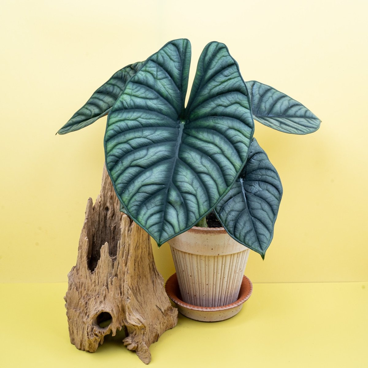 ALOCASIA SILVER NEBULA online bestellen bei potflourri