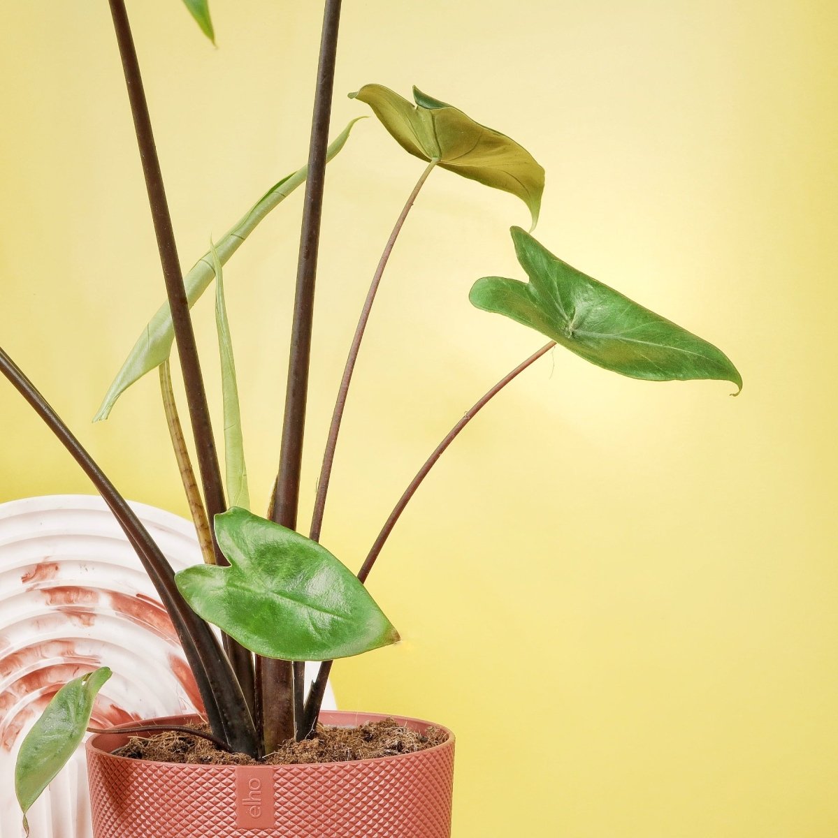 ALOCASIA ZEBRINA BLACK STEM online bestellen bei potflourri