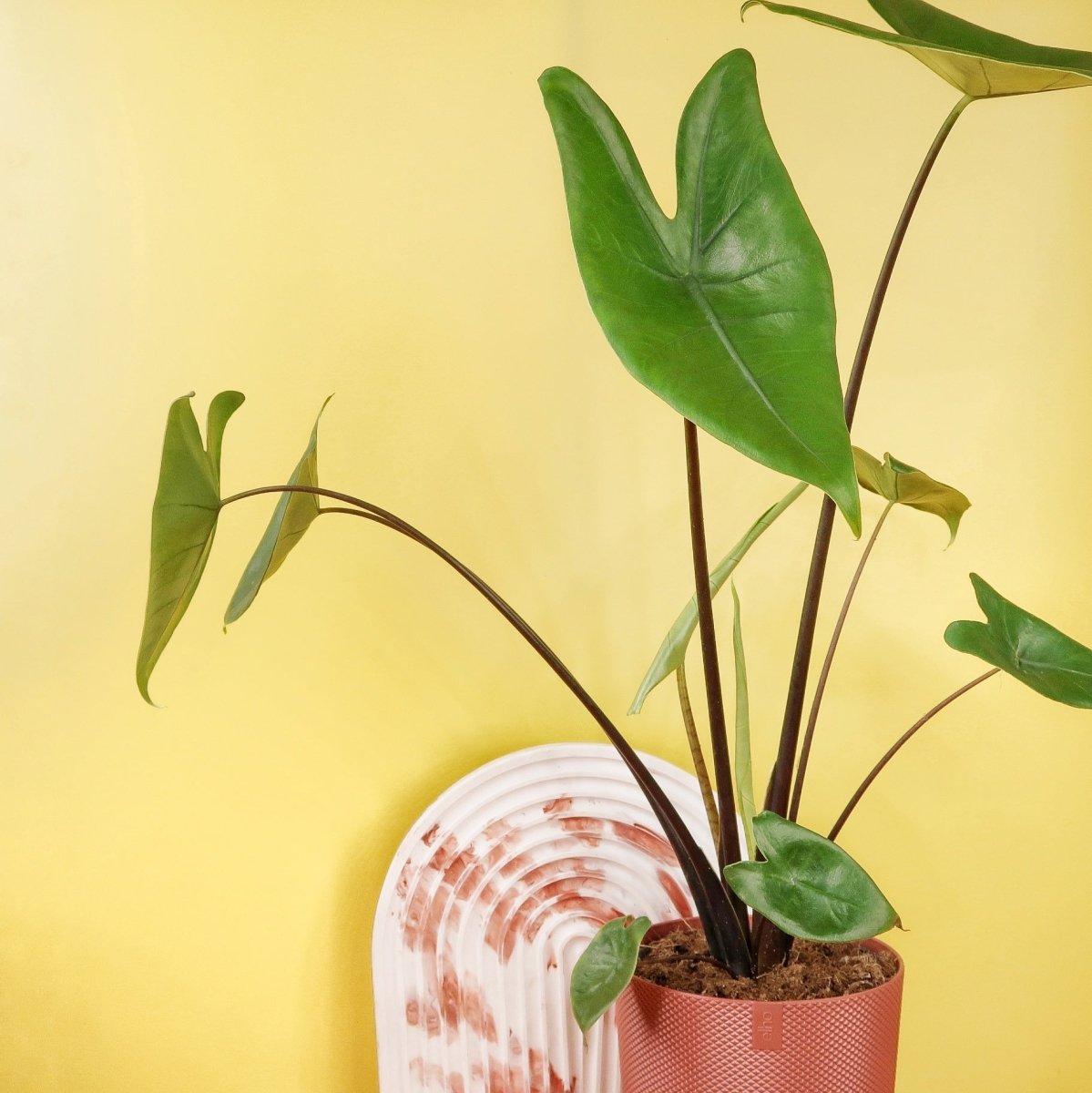 ALOCASIA ZEBRINA BLACK STEM online bestellen bei potflourri