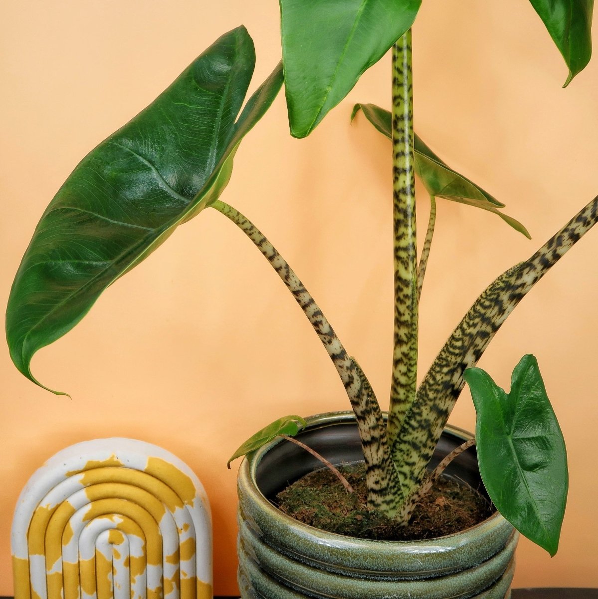 ALOCASIA ZEBRINA online bestellen bei potflourri