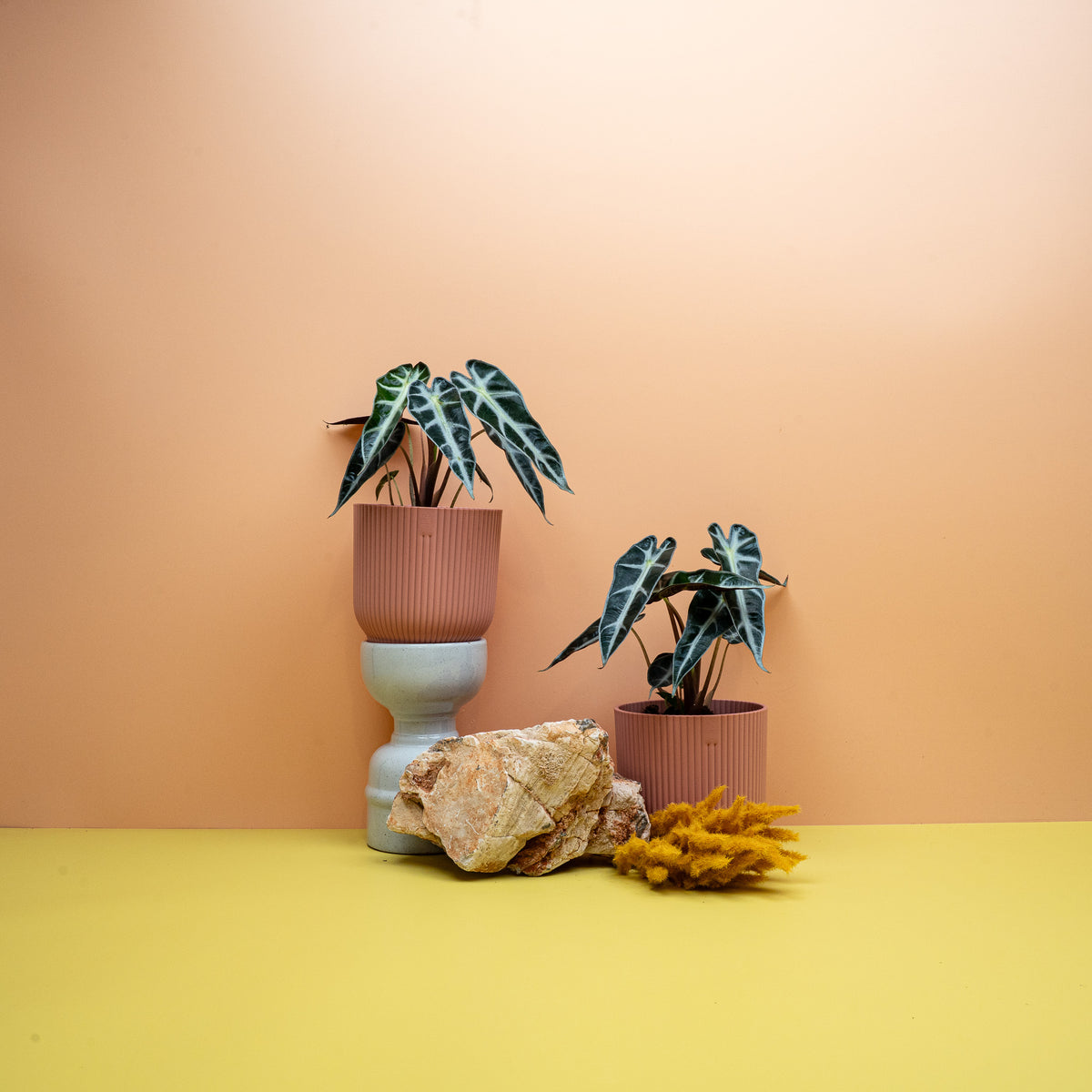 Alocasia Bambino Größe S, kompakte Alokasie mit Pfeilblättern – Ansicht 11