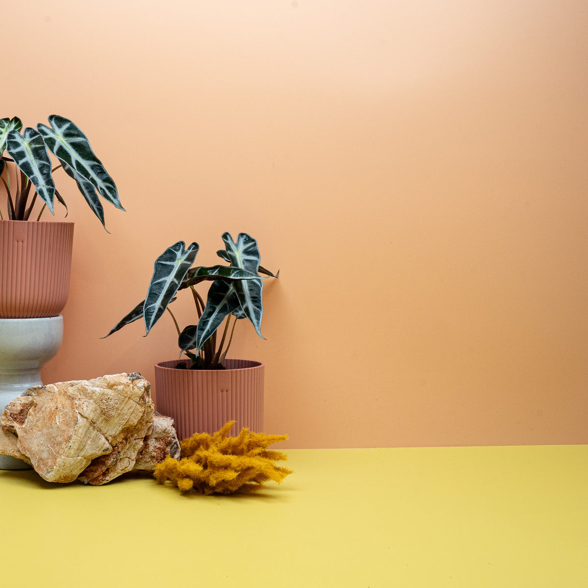 Alocasia Bambino, schmales tiefgrünes Blatt mit heller Aderung – Ansicht 12
