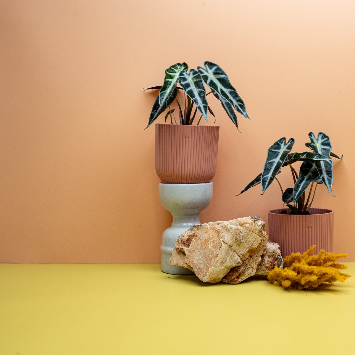 Alocasia Bambino, Zwergform der Alocasia amazonica – Ansicht 13
