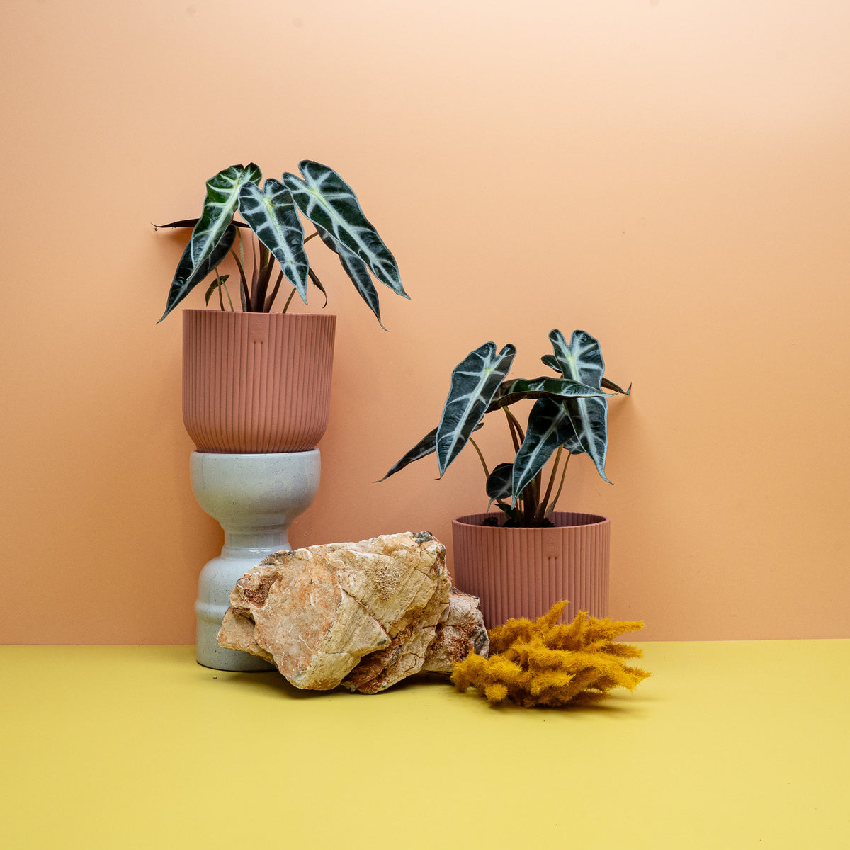 Alocasia Bambino im Kulturtopf, platzsparende Blattpflanze – Ansicht 14