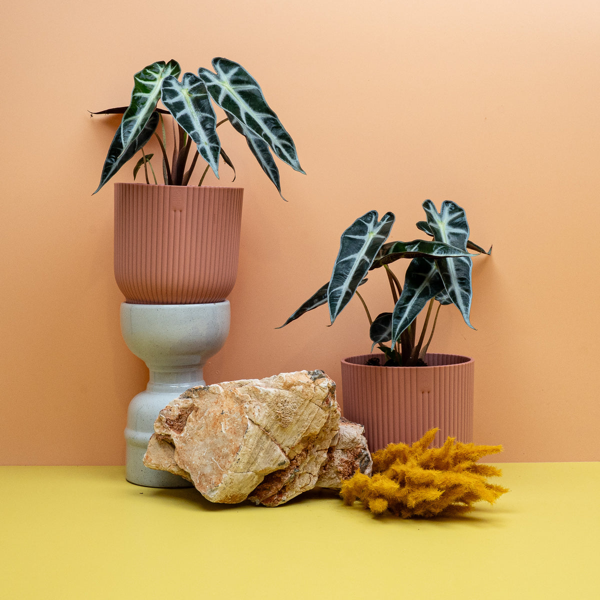 Alocasia Bambino, langgezogene Blätter mit klarer Aderung – Ansicht 15