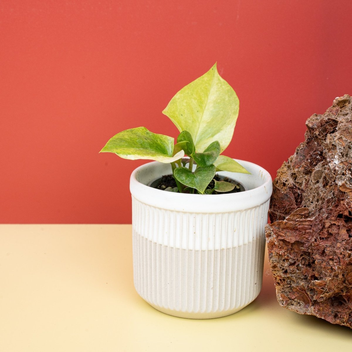 anthurium bonplandii variegata ANTHURIUM BONPLANDII VARIEGATA online kaufen bei potflourri