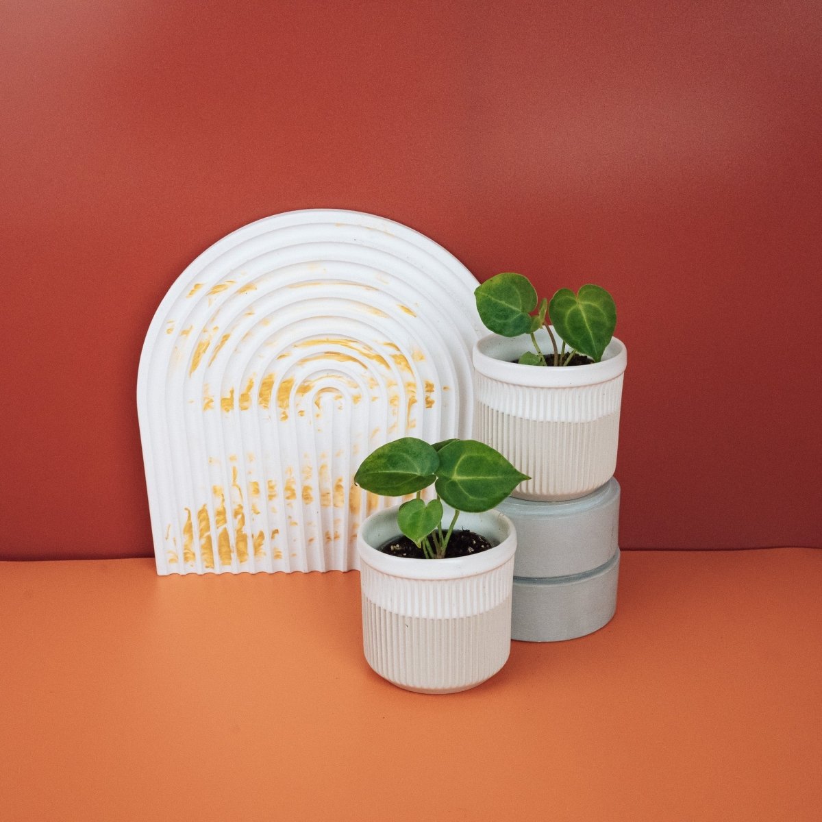 ANTHURIUM CLARINERVIUM online bestellen bei potflourri