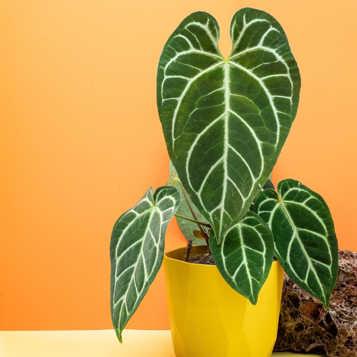 ANTHURIUM CRYSTALLINUM X REGALE kaufen bei potflourri