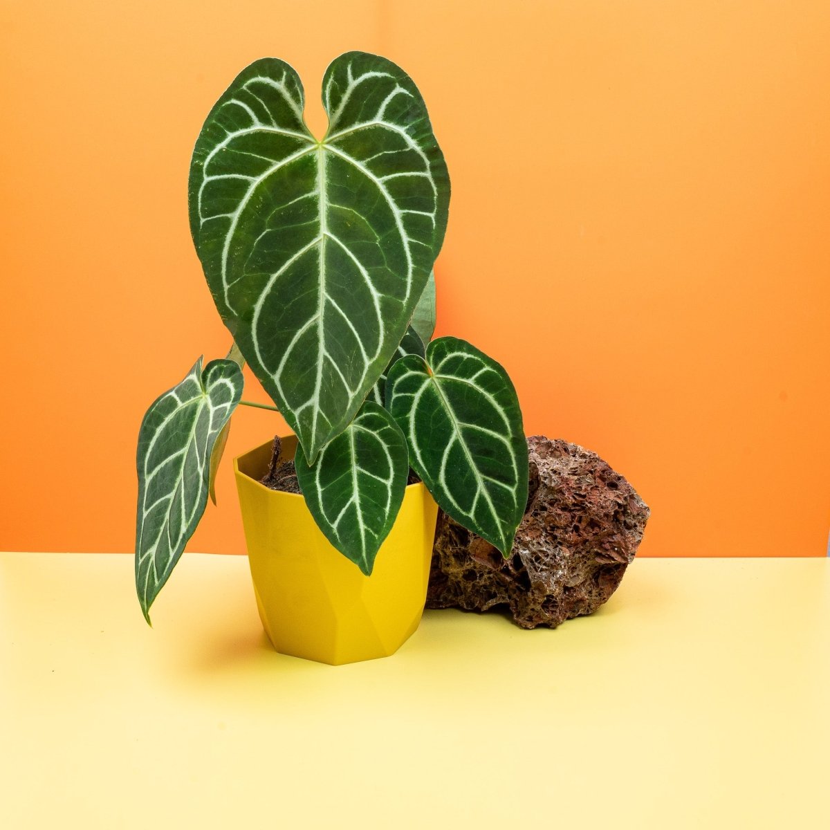 anthurium crystallinum x regale ANTHURIUM CRYSTALLINUM X REGALE kaufen bei potflourri