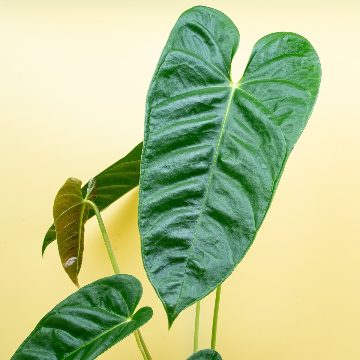 ANTHURIUM RECAVUM kaufen bei potflourri