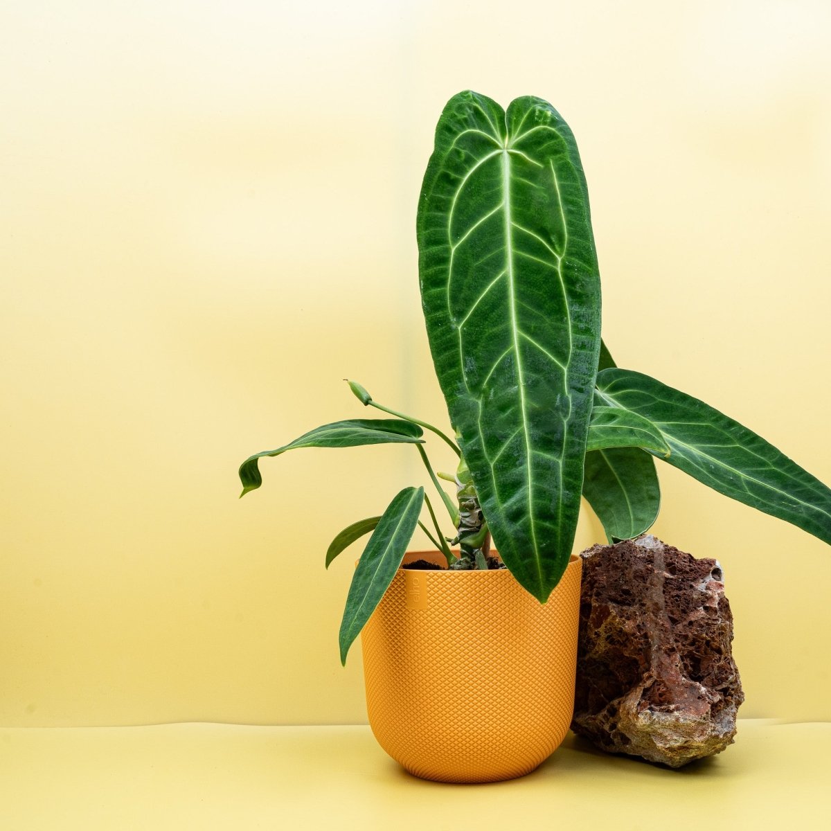 ANTHURIUM WAROCQUEANUM online bestellen bei potflourri