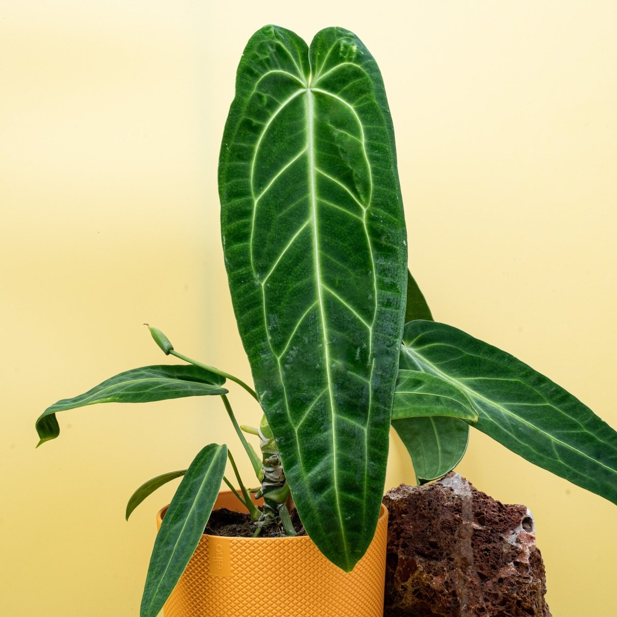 ANTHURIUM WAROCQUEANUM online bestellen bei potflourri