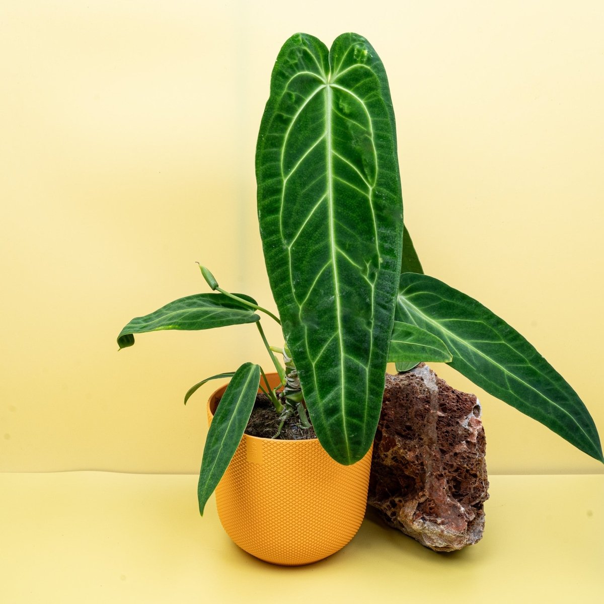 ANTHURIUM WAROCQUEANUM online bestellen bei potflourri