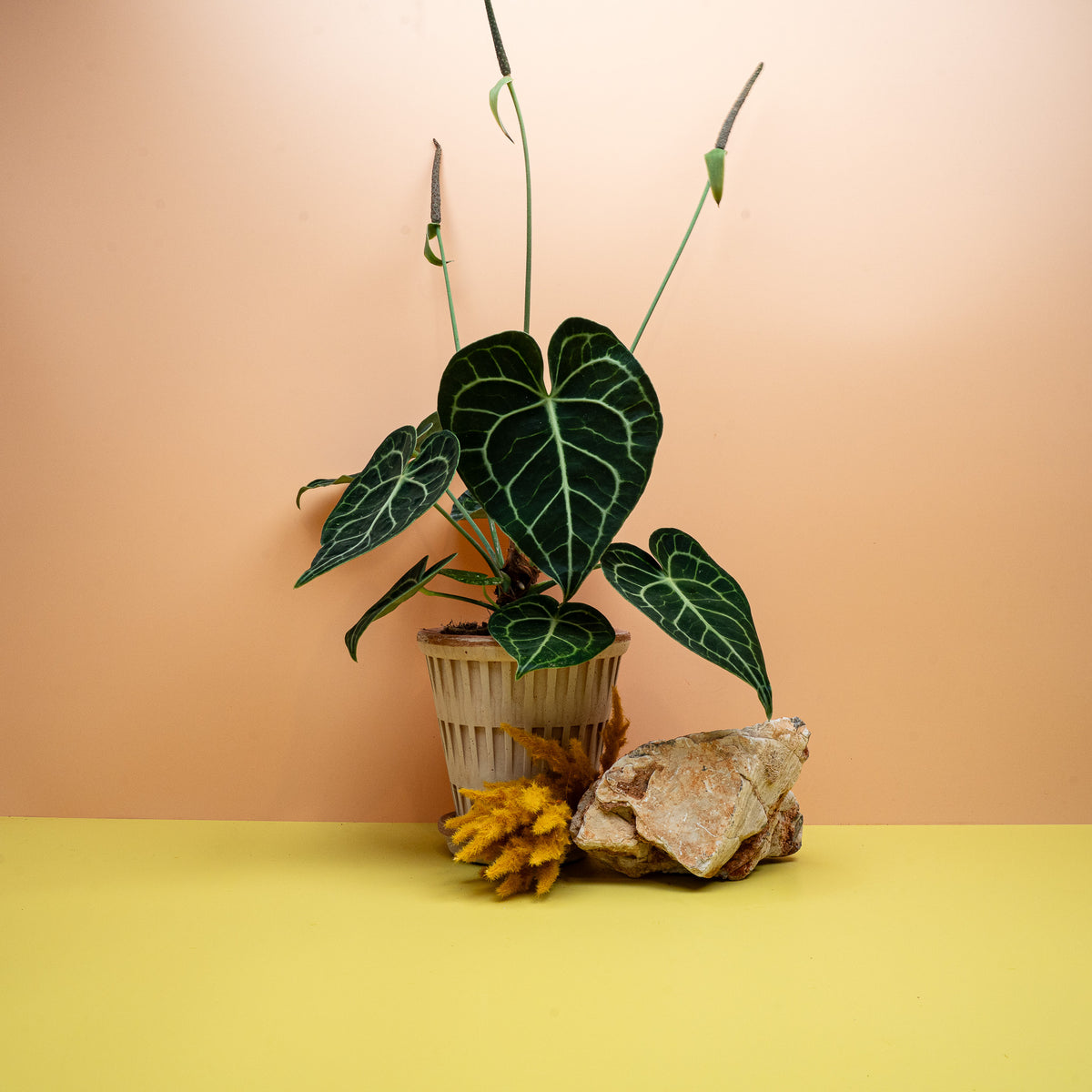 Anthurium Clarinervium, samtblättrige Flamingoblume mit heller Aderung – potflourri