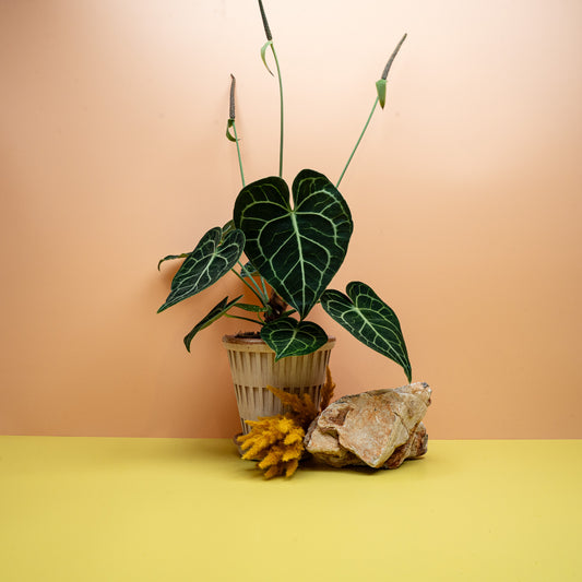 Anthurium Clarinervium, samtblättrige Flamingoblume mit heller Aderung – potflourri