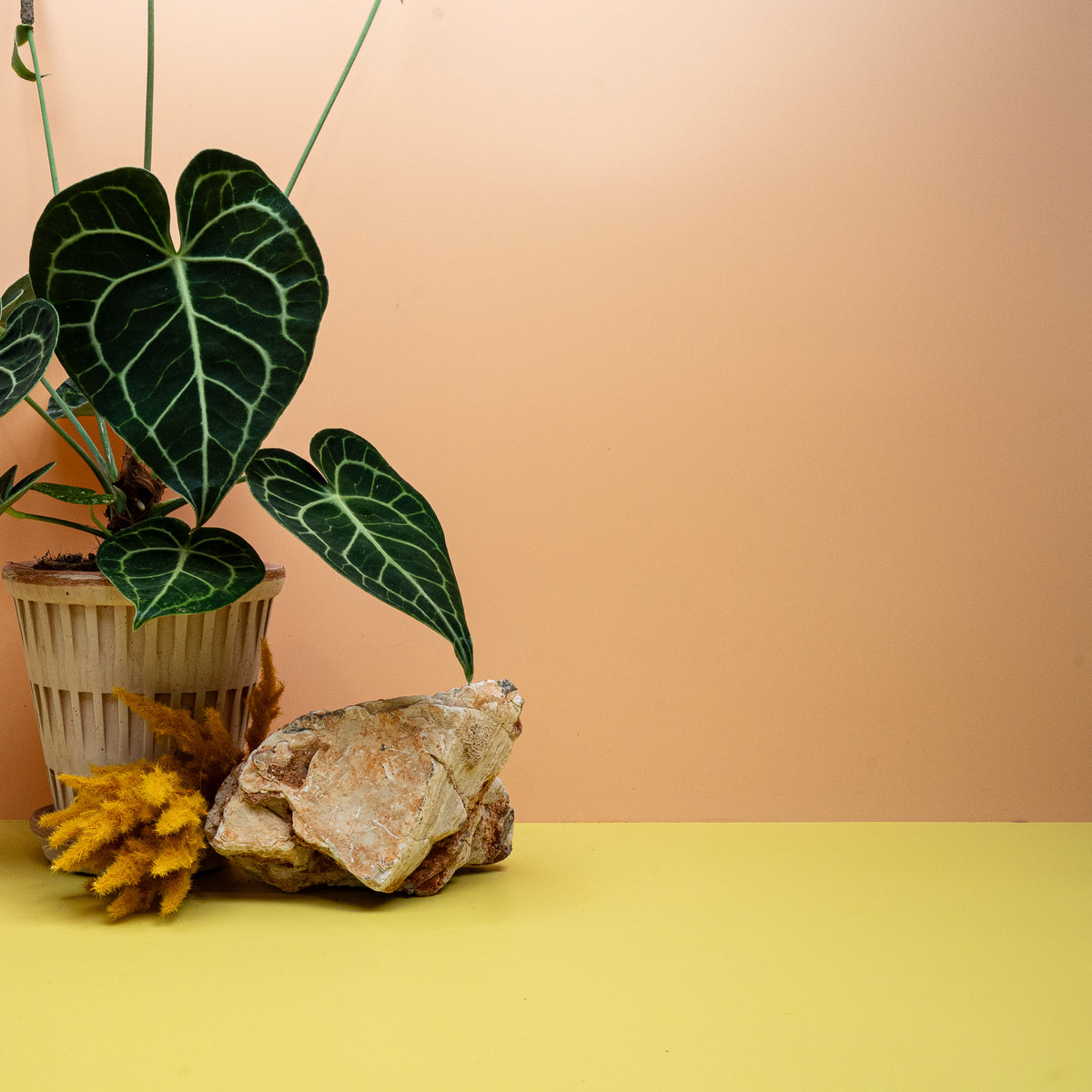 Anthurium clarinervium, herzförmiges Blatt in Dunkelgrün