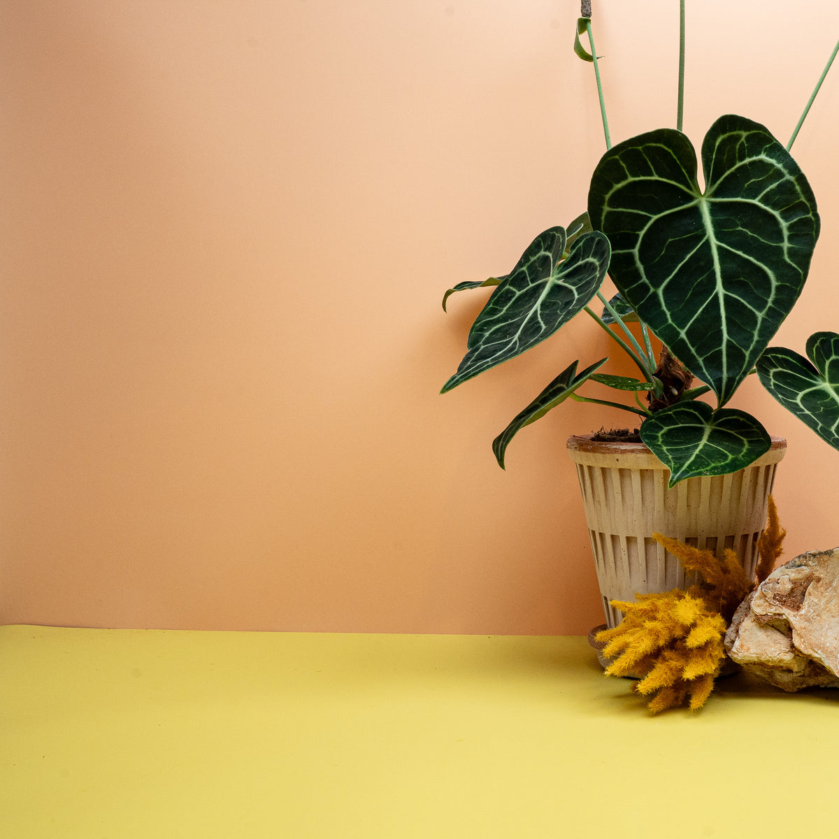 Anthurium Clarinervium mit breiter, elfenbeinfarbener Blattaderung