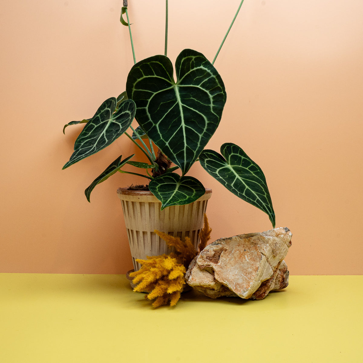 Anthurium Clarinervium Größe M, Flamingoblume im 12-cm-Topf