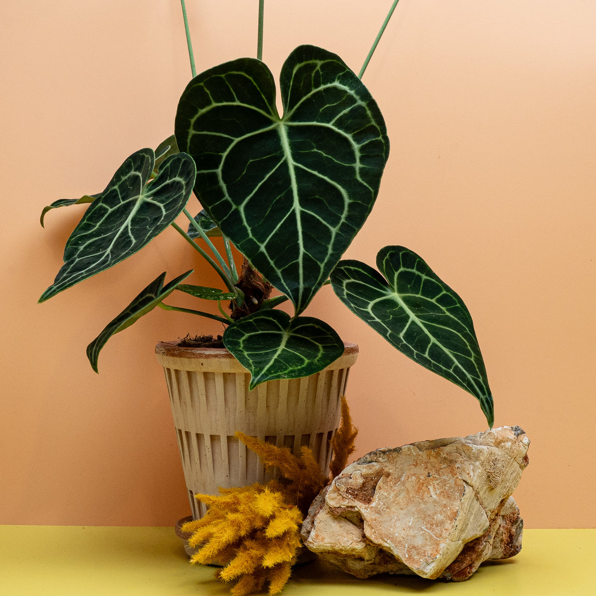 Anthurium Clarinervium, samtige Blattoberfläche im Detail