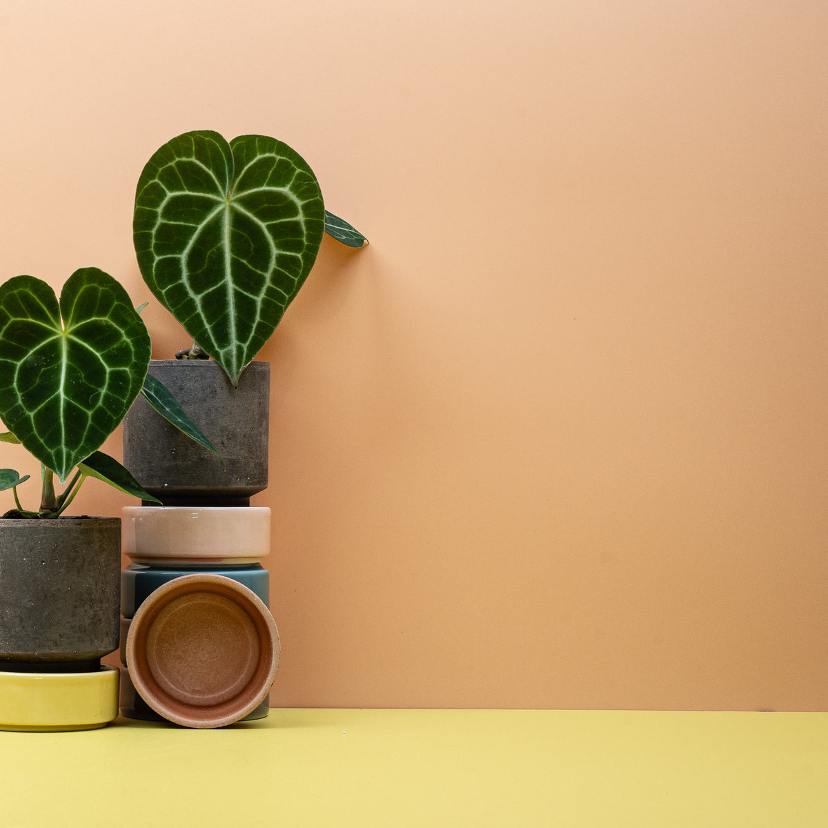 Anthurium clarinervium, Sammlerpflanze aus Chiapas in Mexiko – Ansicht 7