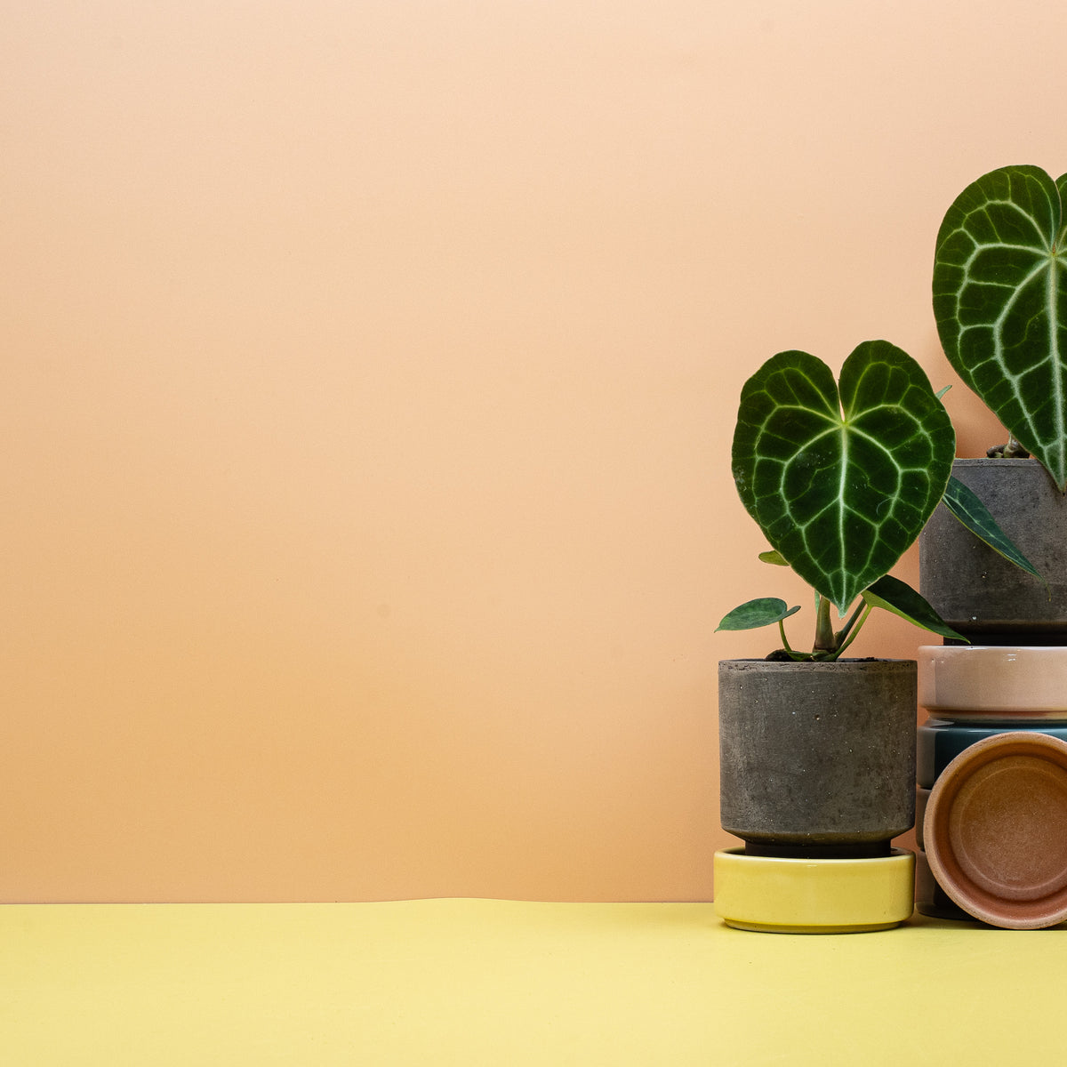 Anthurium Clarinervium, herzförmige Samtblätter im Kulturtopf – Ansicht 8